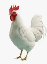 פירות